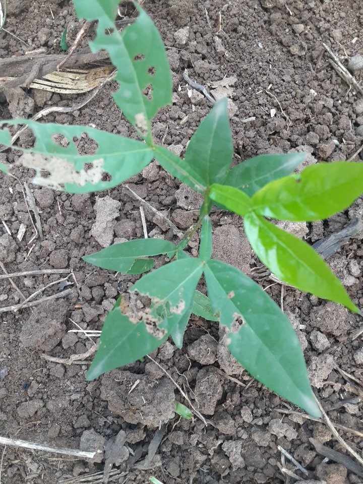 seedling