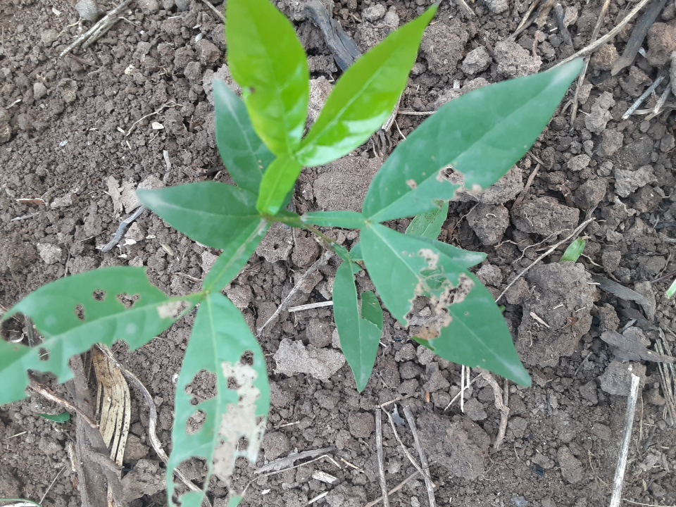 seedling