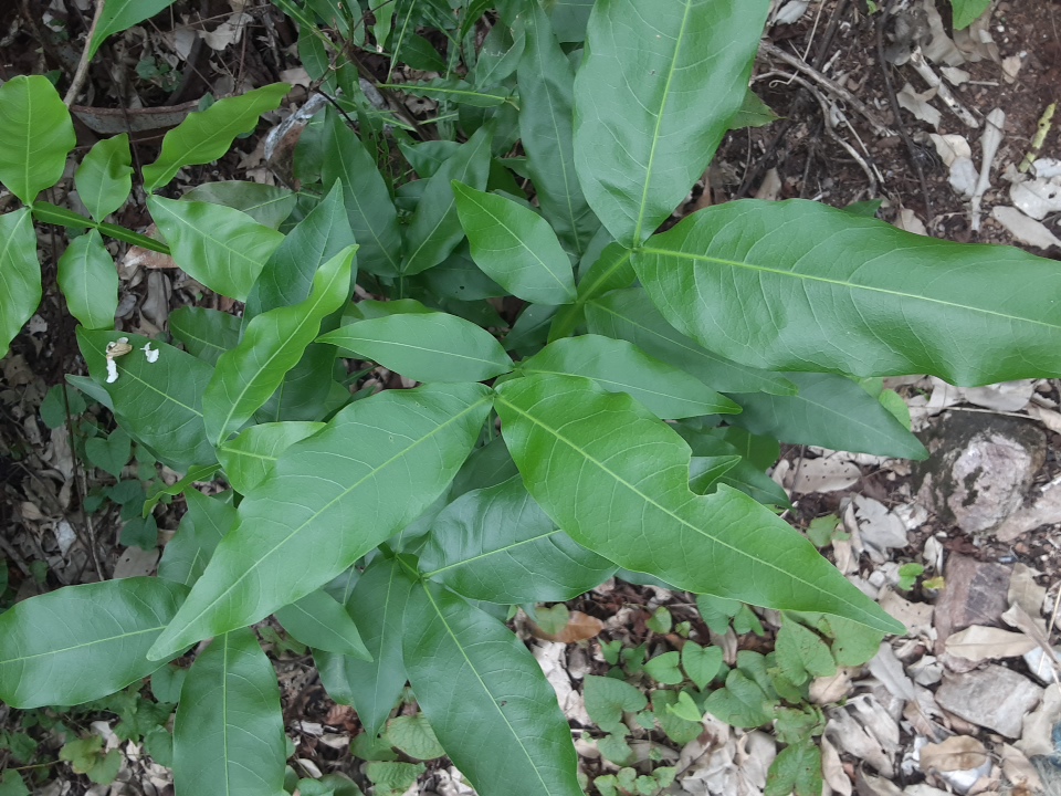seedling