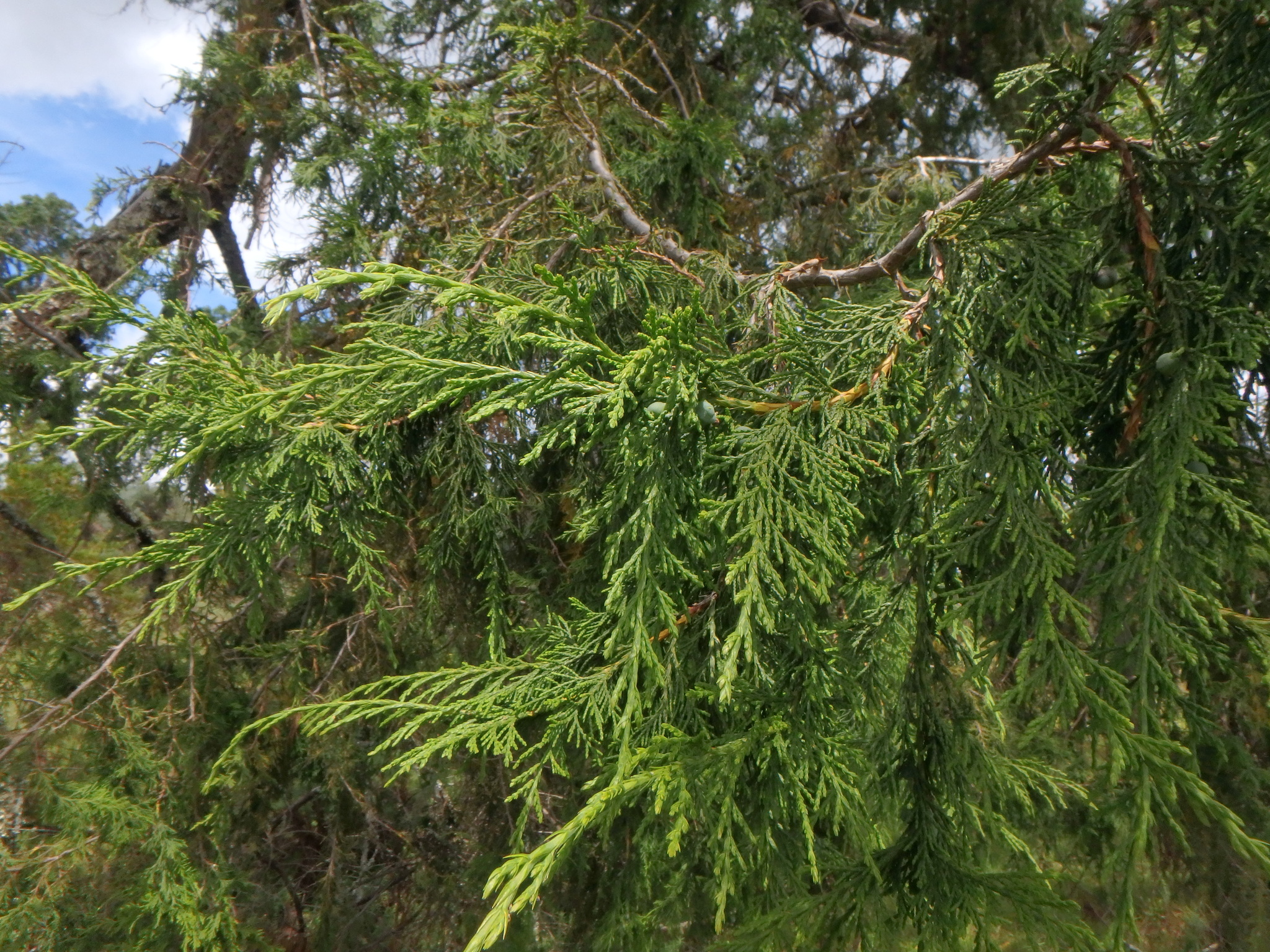 seedling