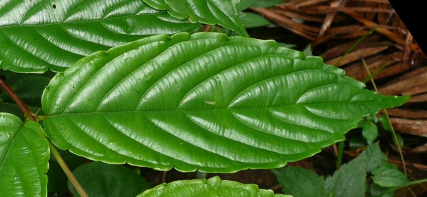 seedling