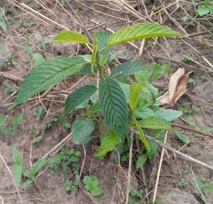 seedling