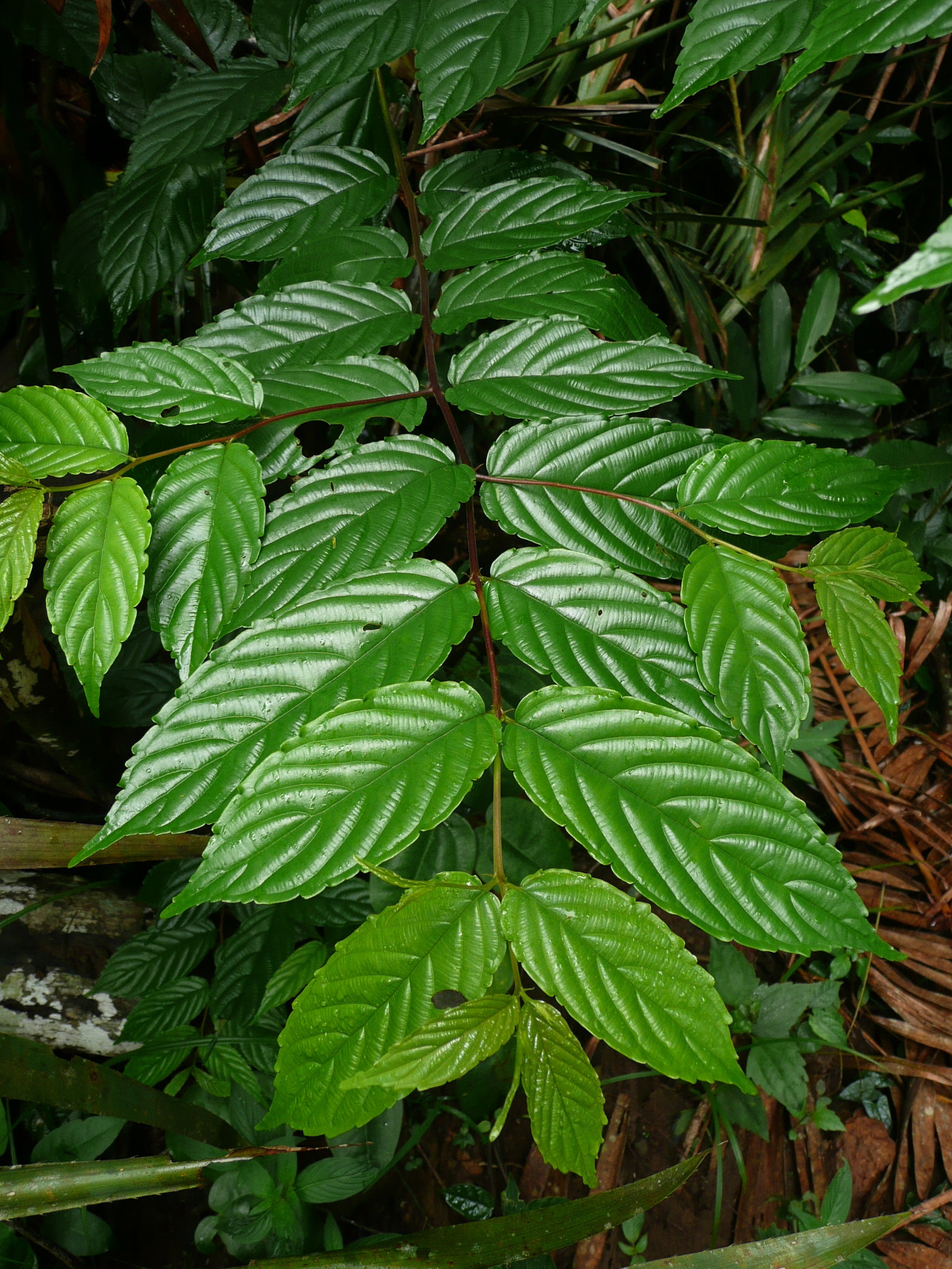 seedling