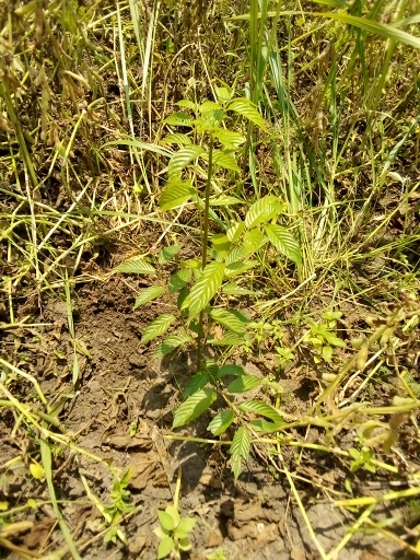 seedling