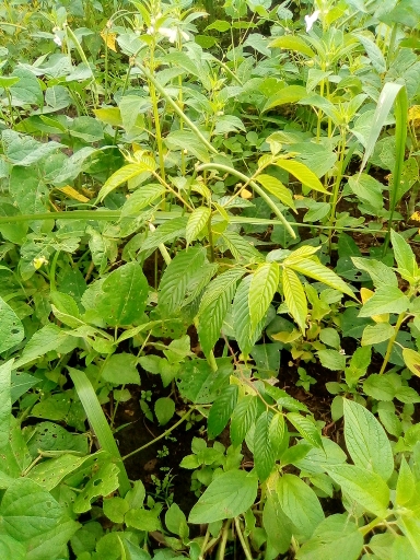 seedling