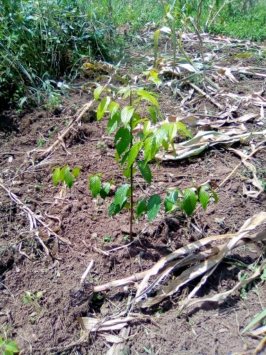 seedling