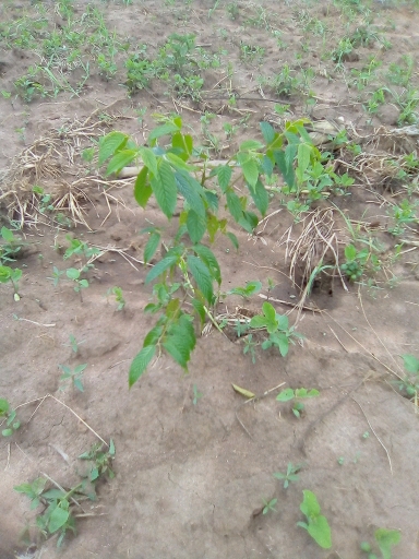 seedling