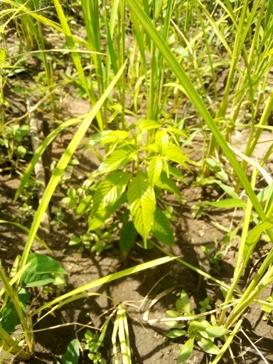 seedling