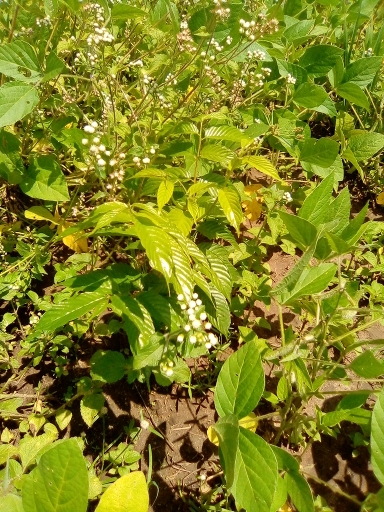 seedling