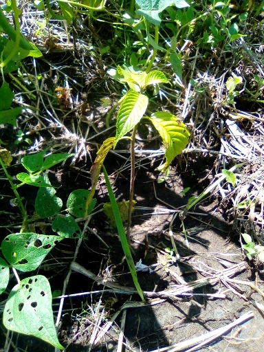 seedling