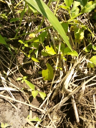 seedling