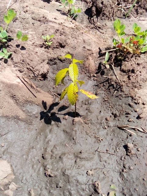 seedling
