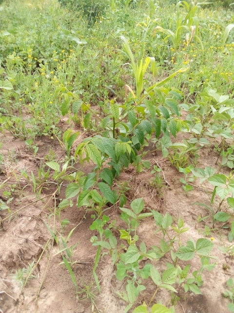 seedling