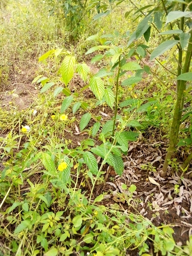 seedling