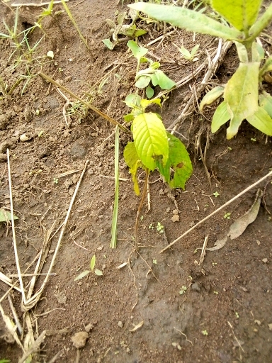 seedling
