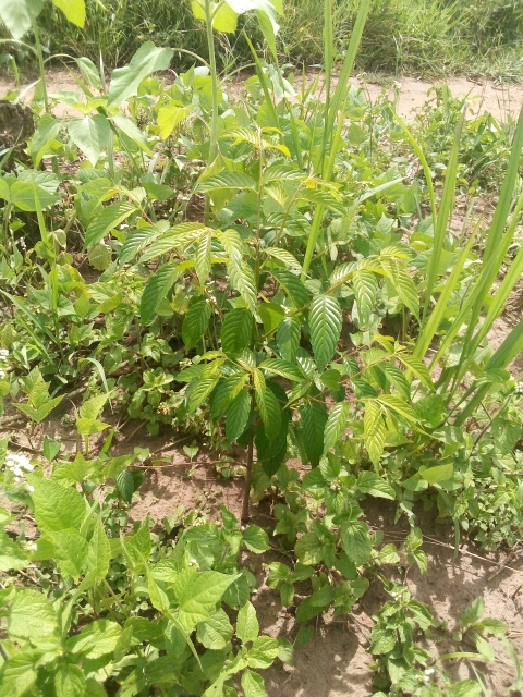 seedling