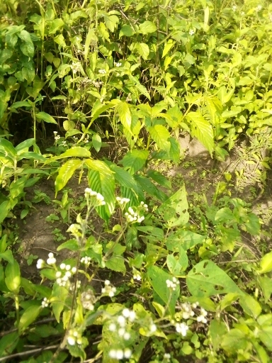 seedling