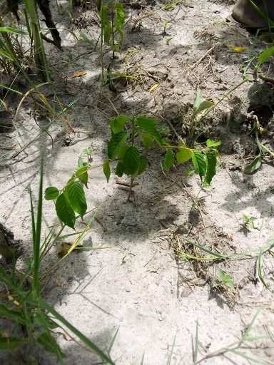 seedling