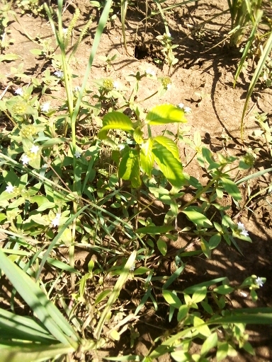 seedling