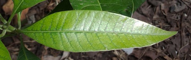 seedling