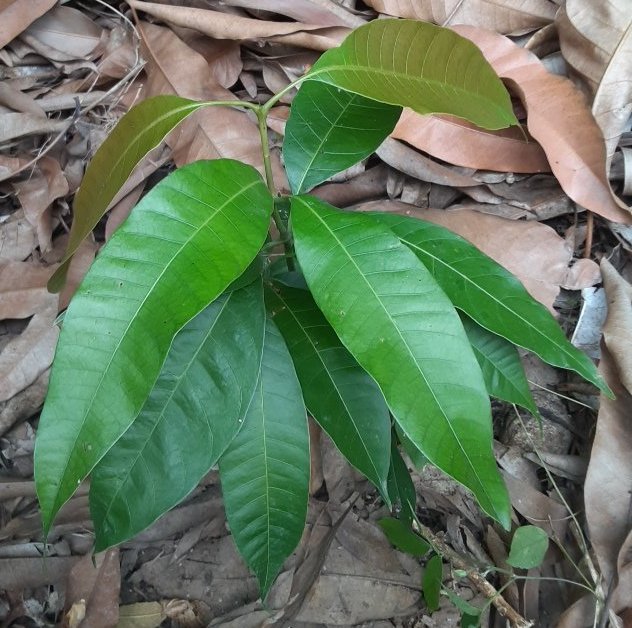 seedling