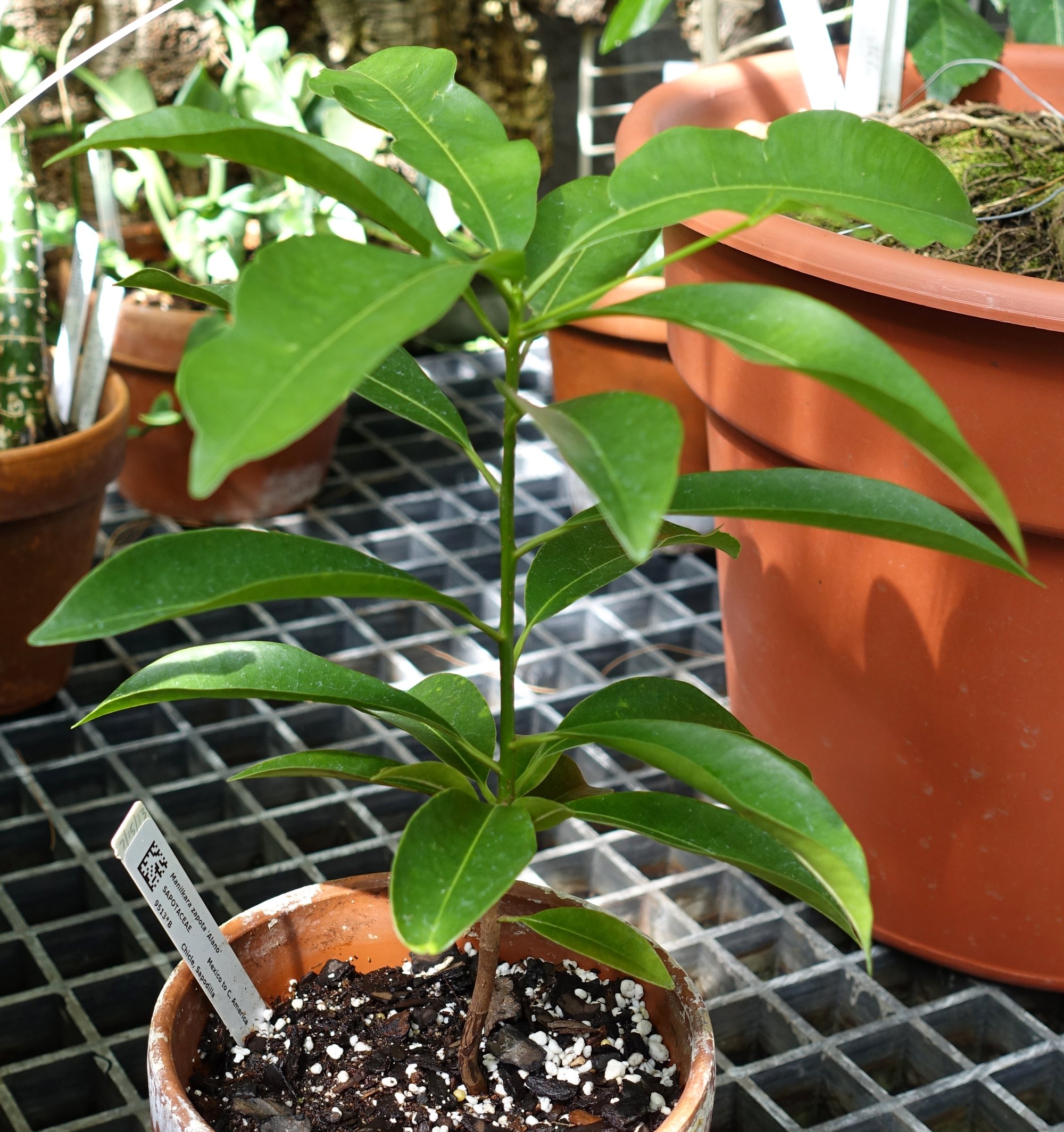 seedling