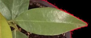 seedling