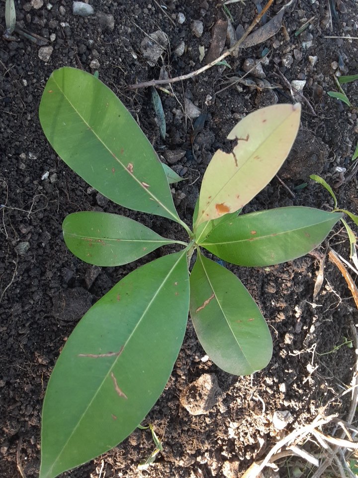 seedling