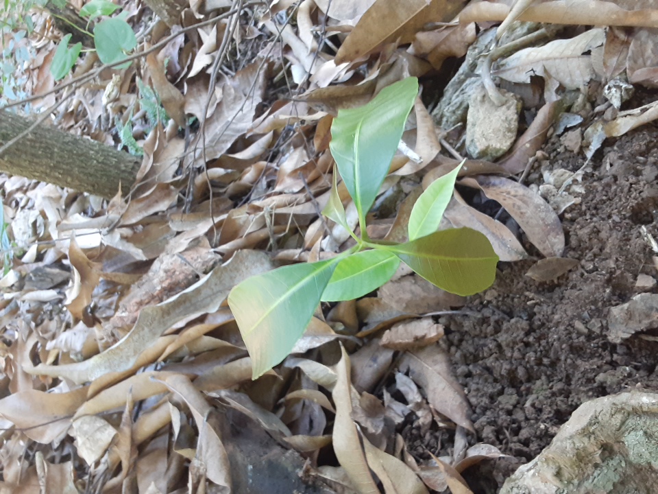 seedling