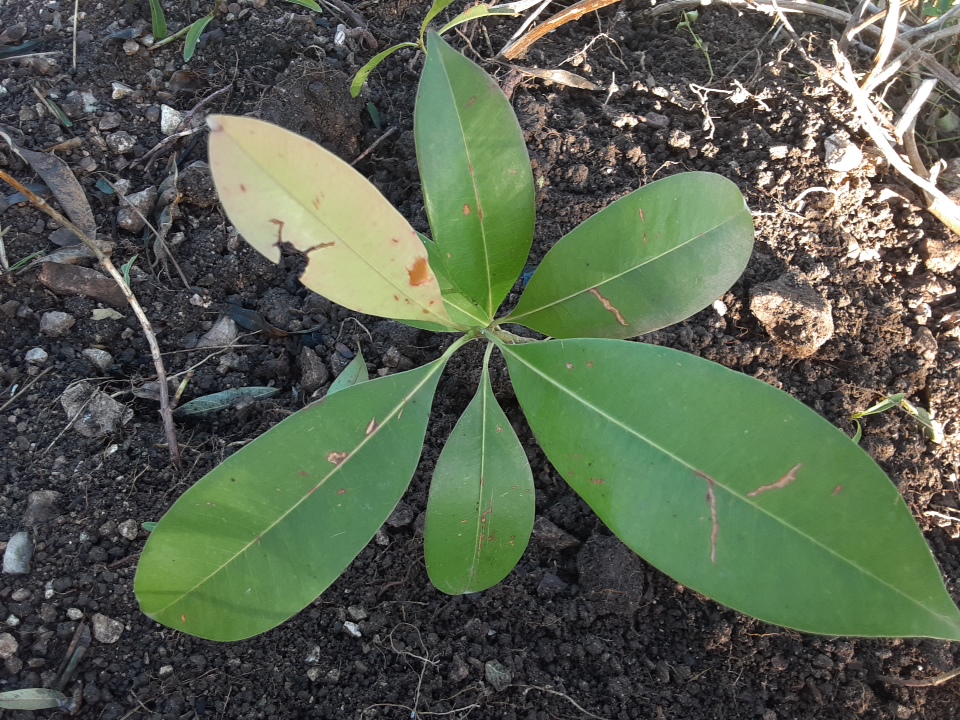 seedling