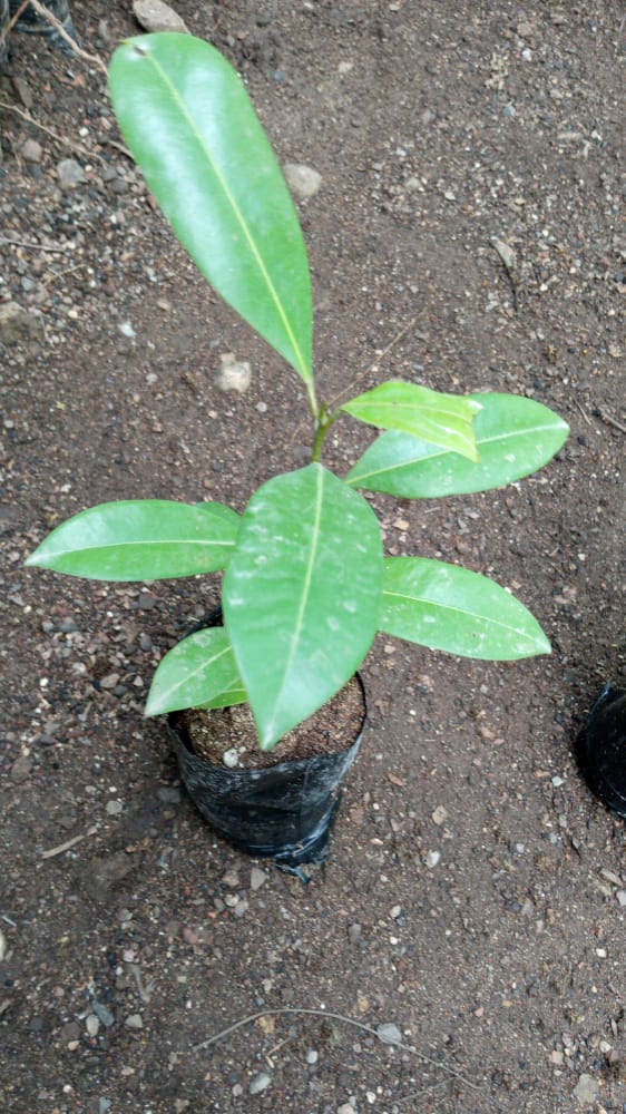 seedling