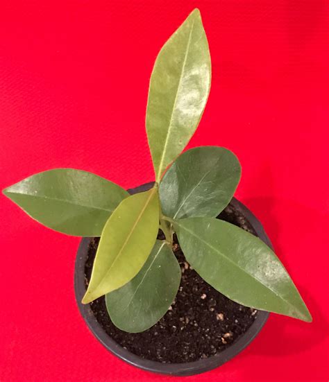 seedling