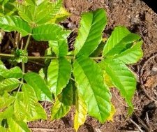 seedling