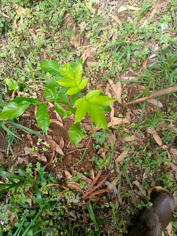 seedling