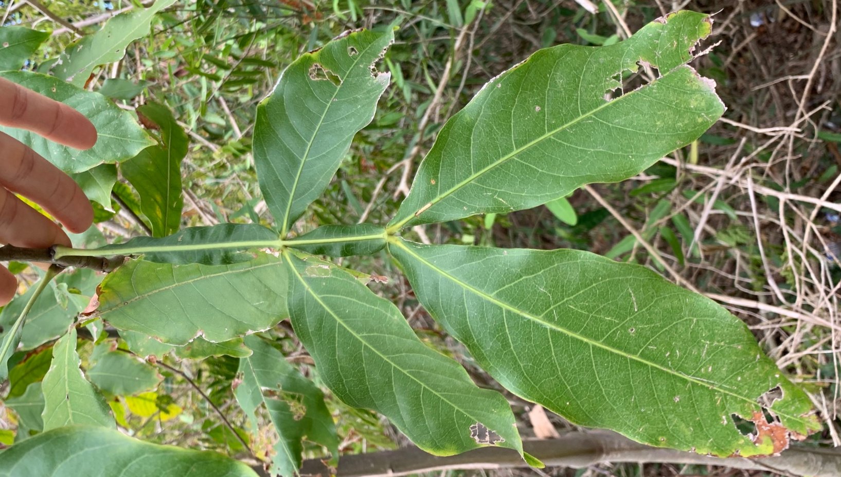 seedling