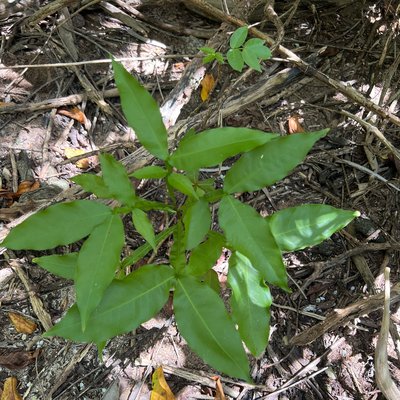seedling