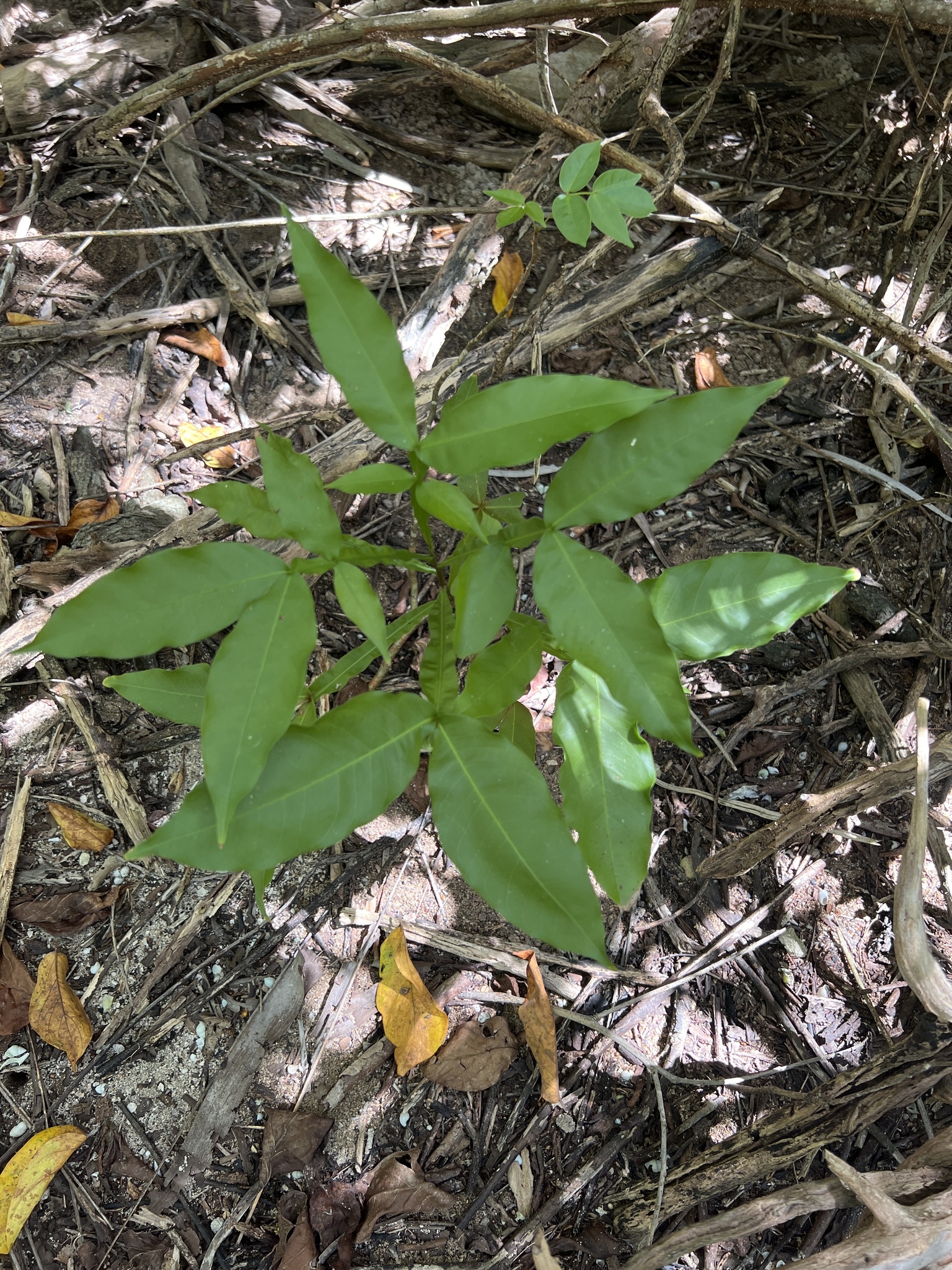 seedling