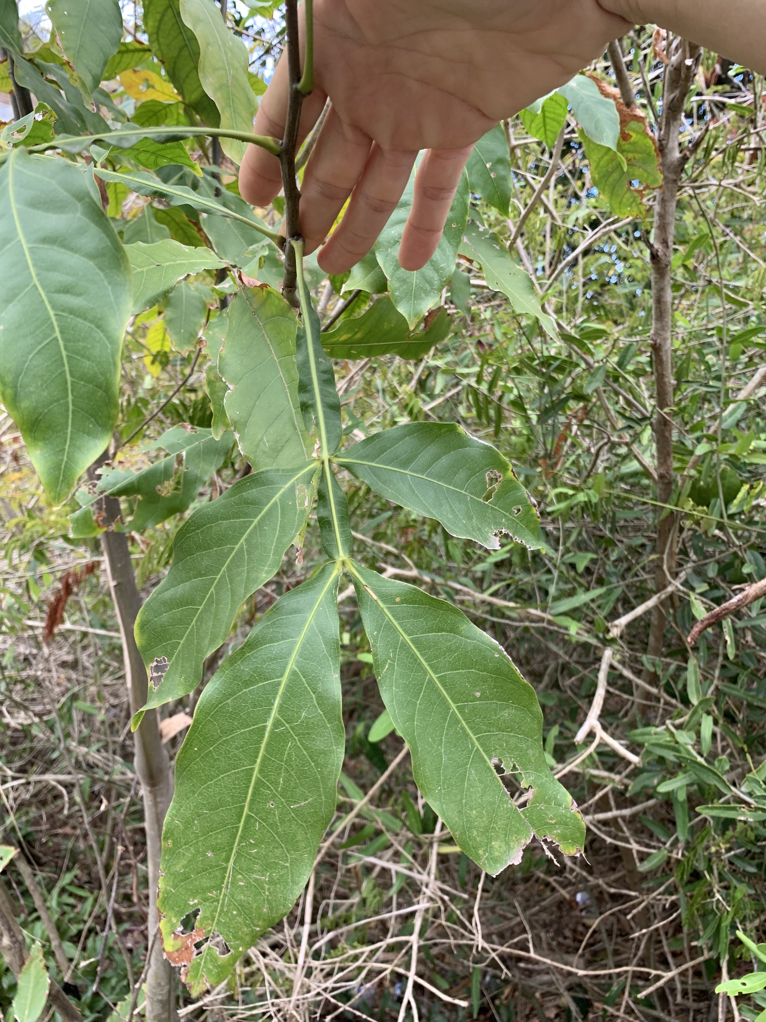seedling