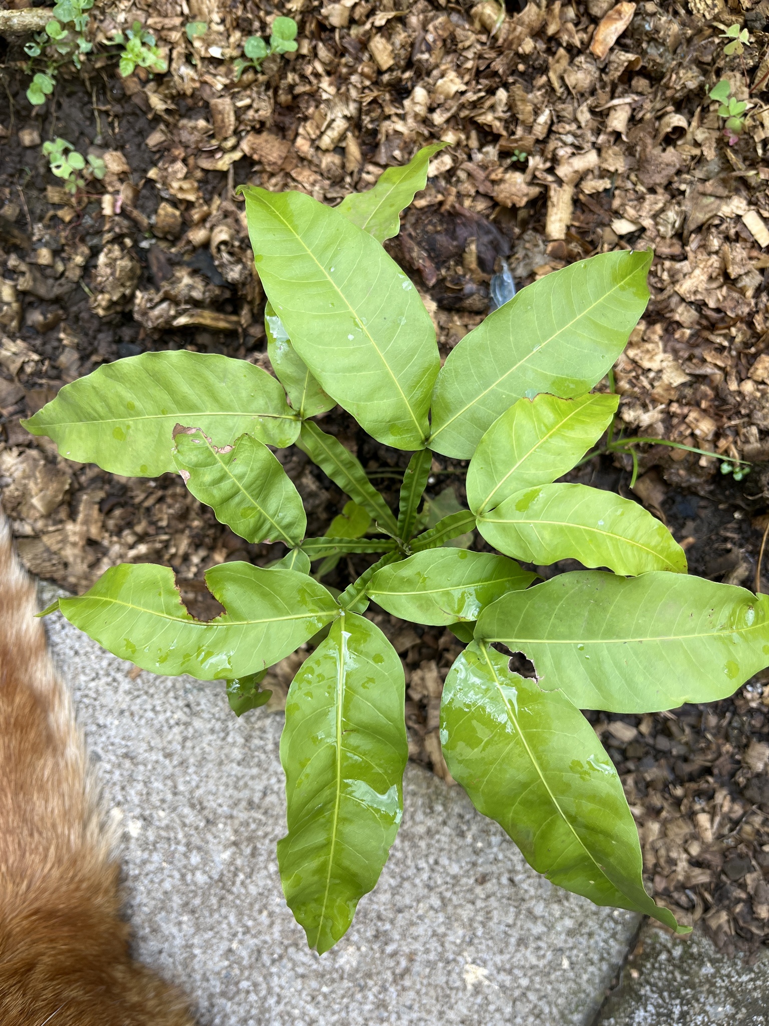 seedling