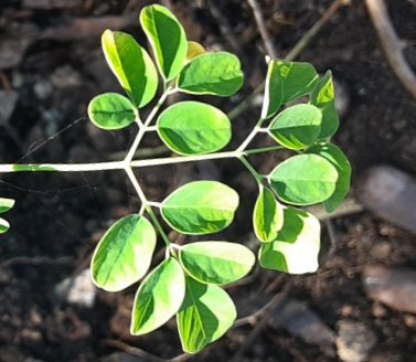 seedling