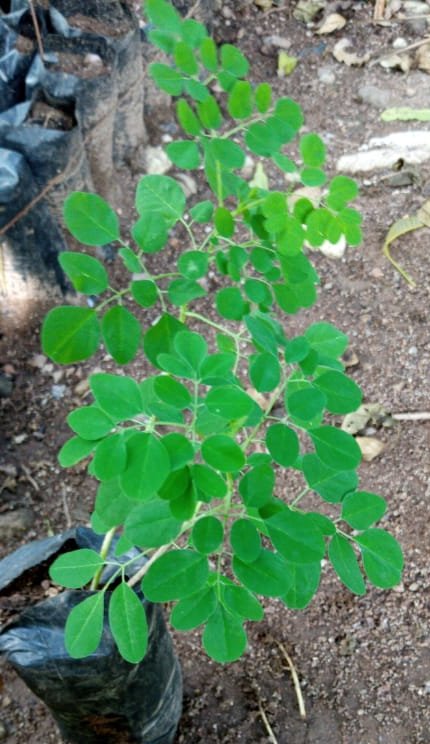 seedling