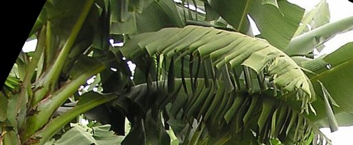 seedling