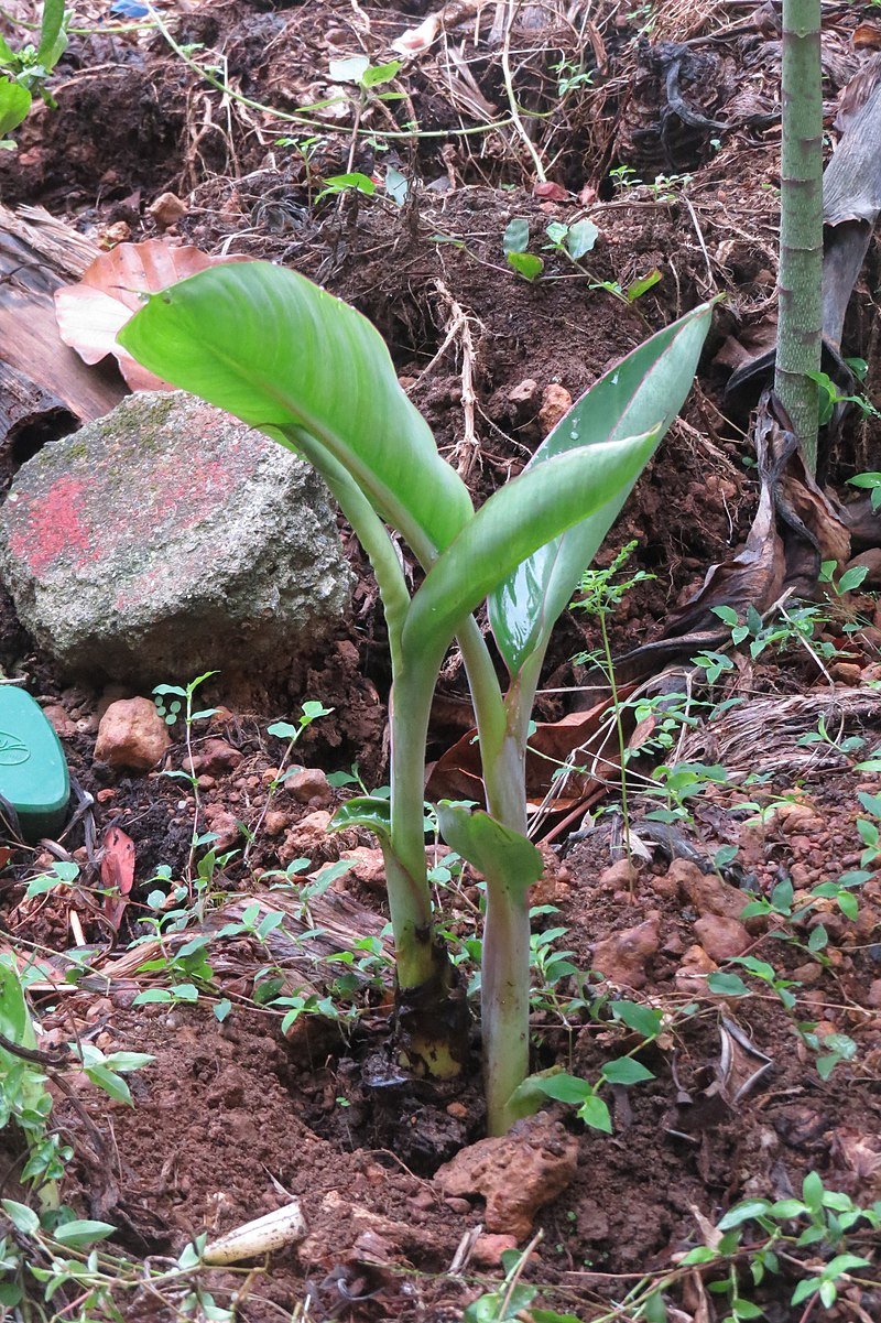 seedling
