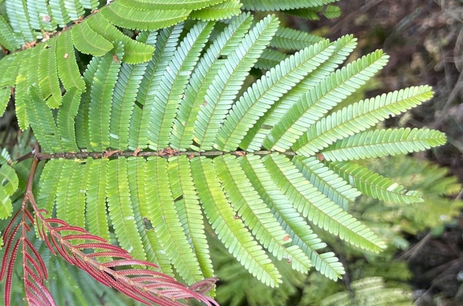 seedling