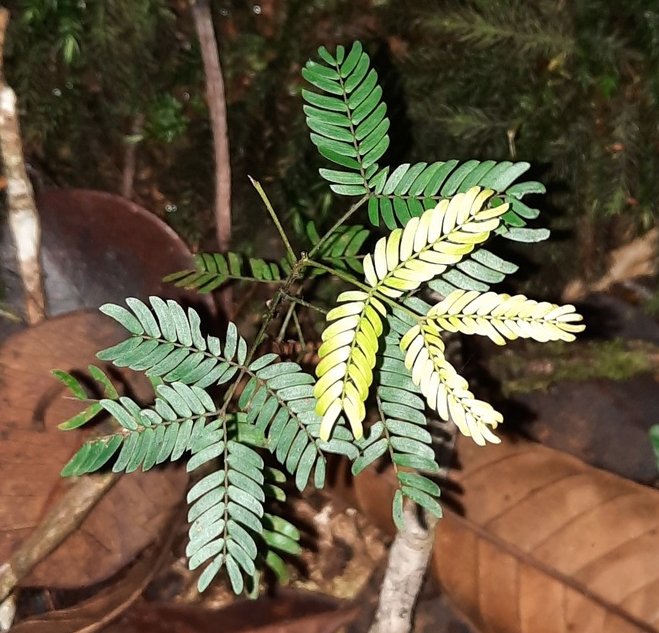 seedling
