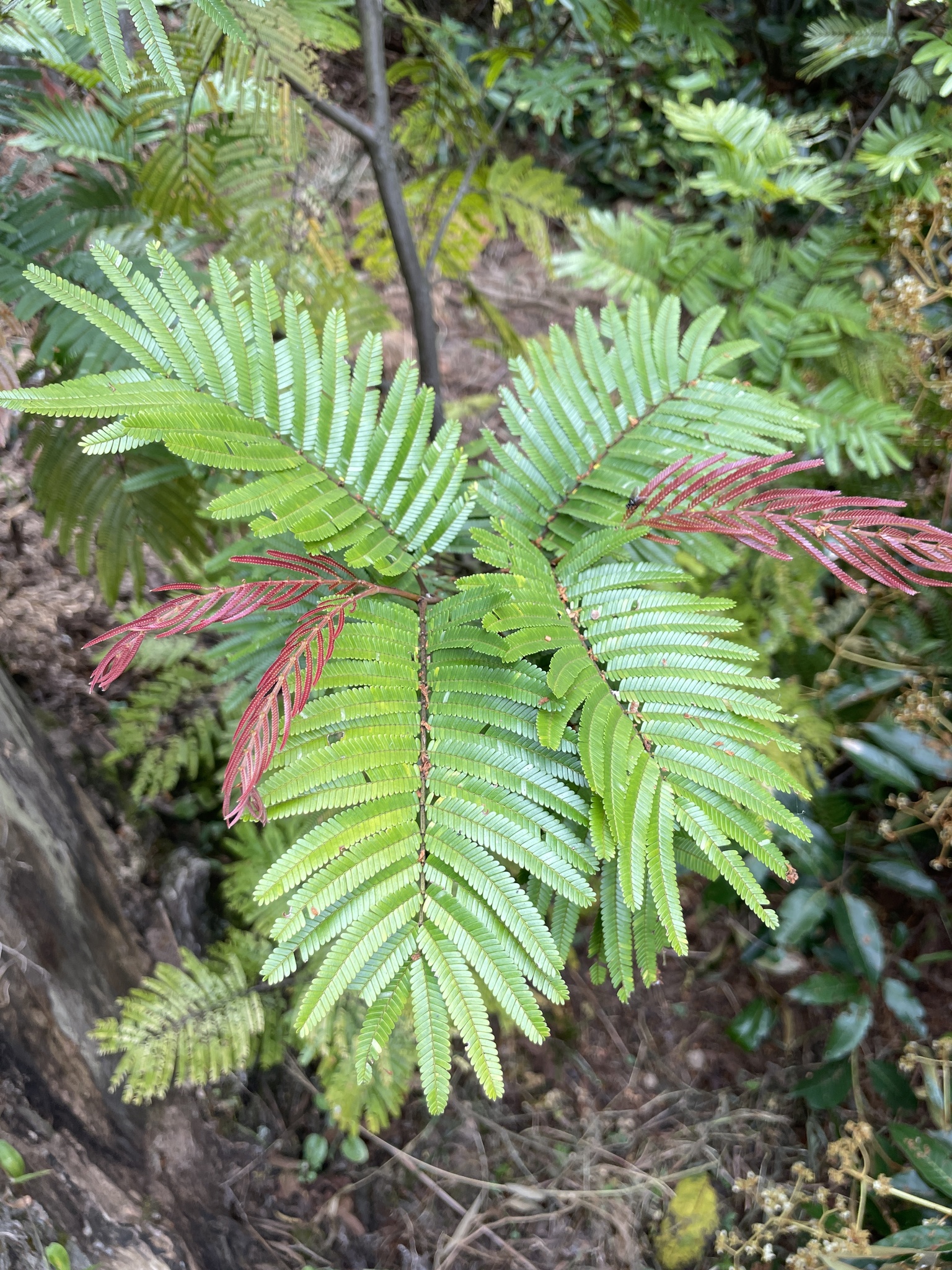 seedling