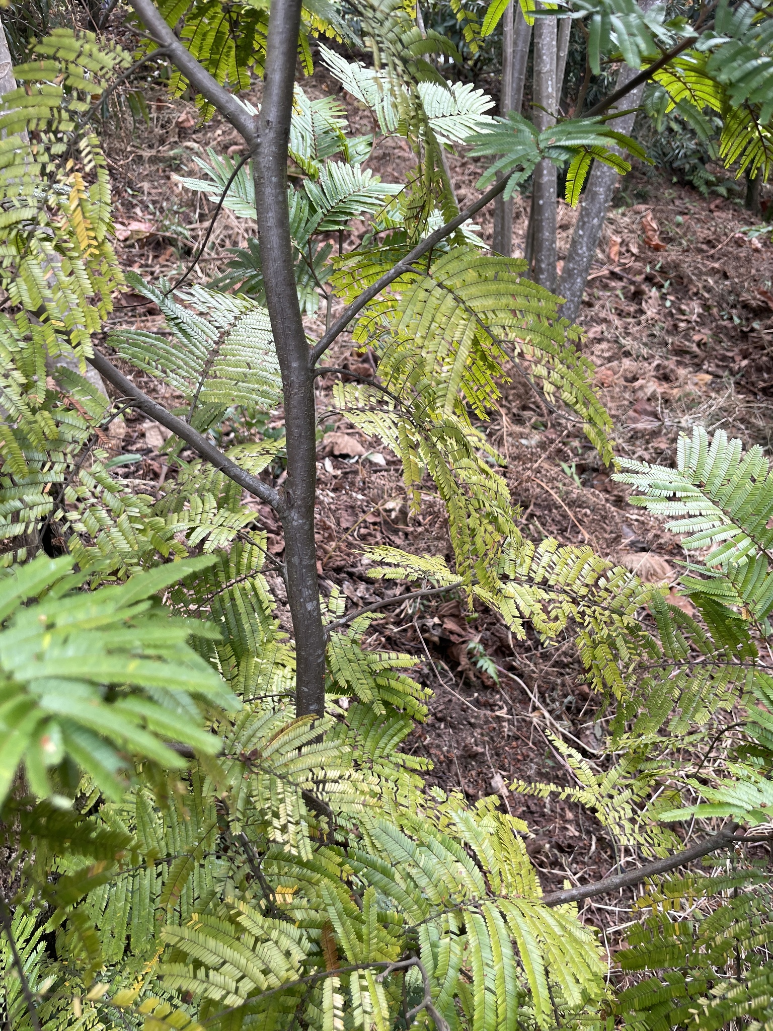 seedling