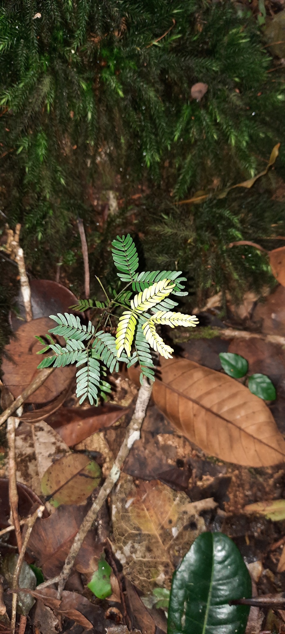 seedling