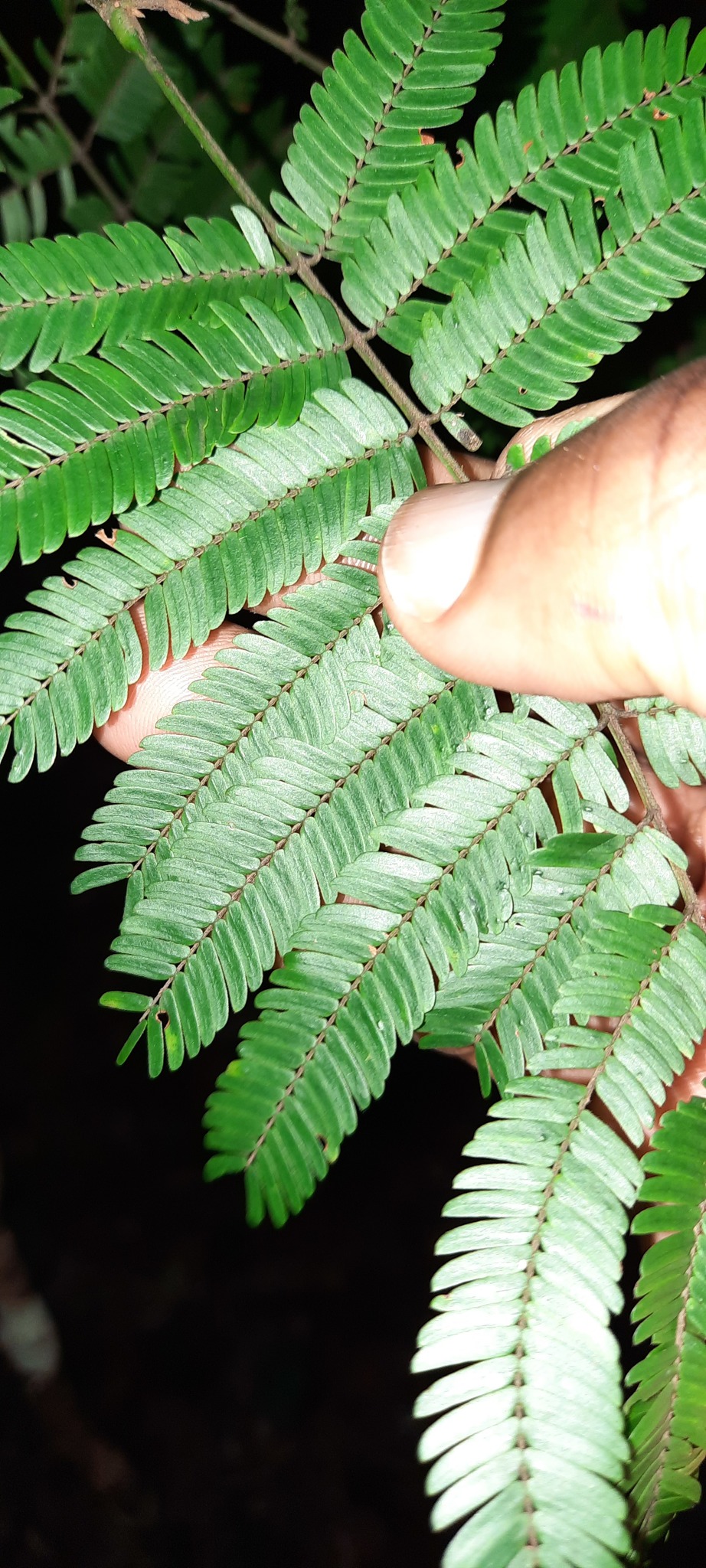 seedling