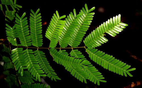 seedling